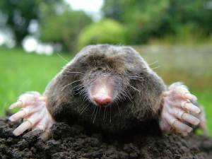 mole picture